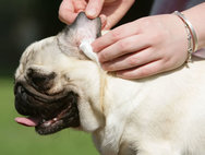 mobile dog ear care