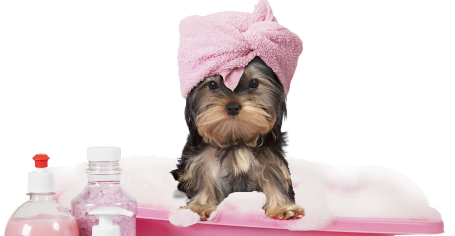 Mobile Dog groomers of Simi Valley Thousand Oaks